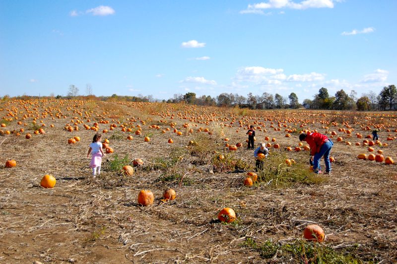 Lehner's Pumpkin Farm: Radnor's Fall Paradise
