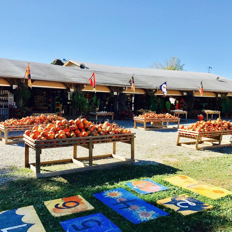 Shaw Farms: Old-Fashioned Fun in Milford