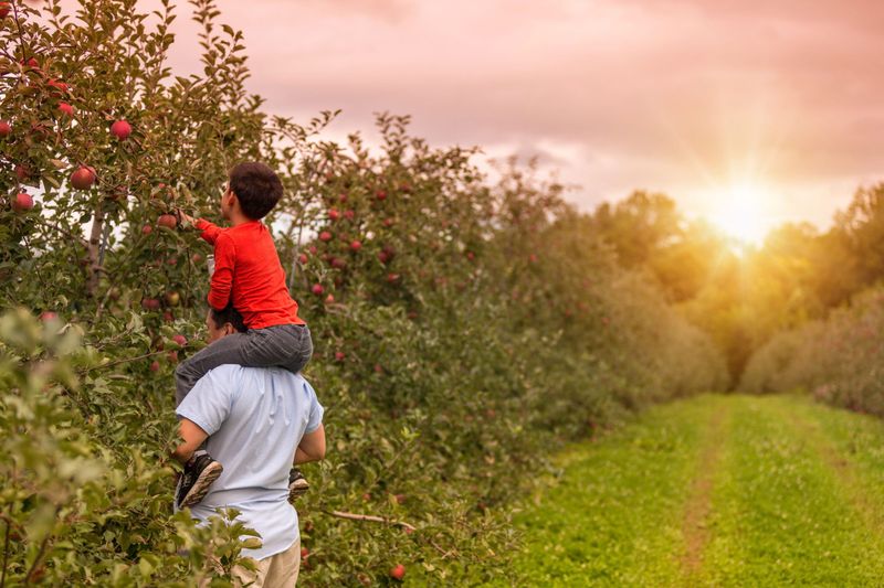 Apple Picking In The Catskills