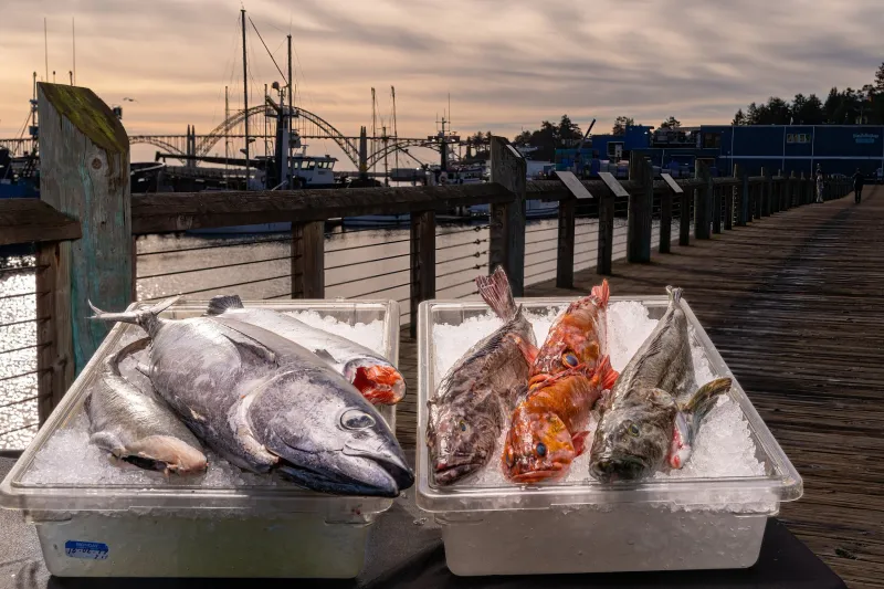 Newport Farmers Market: Where Fishermen Meet Farmers