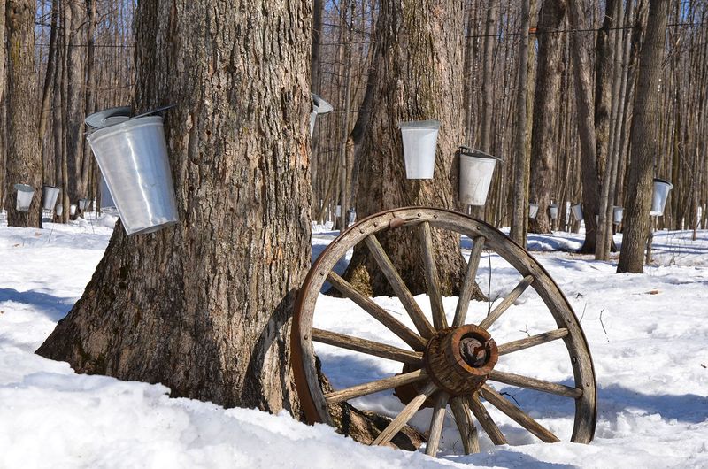 Cabot's Frosty Maple Tradition