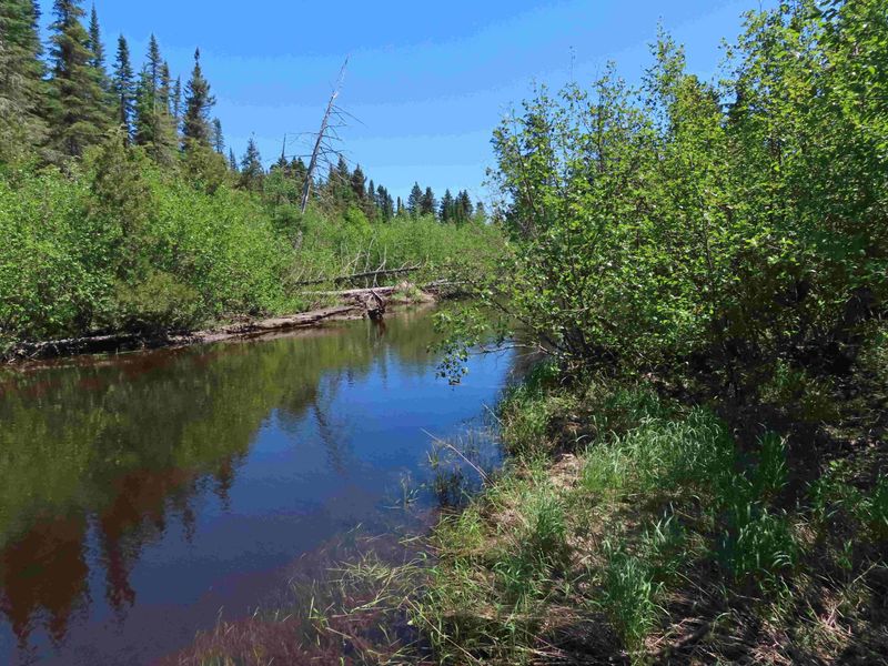 Thunder Bay River Wetlands