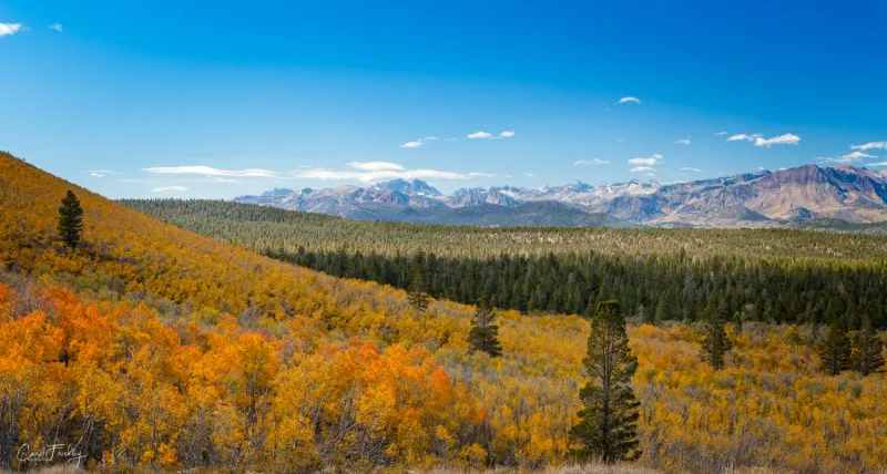 Sagehen Meadow, Tahoe National Forest