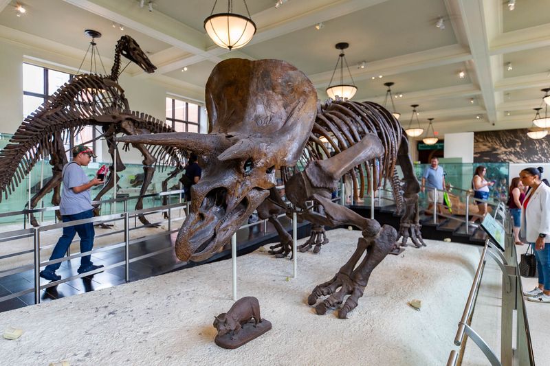 Travel Through Time At The American Museum Of Natural History