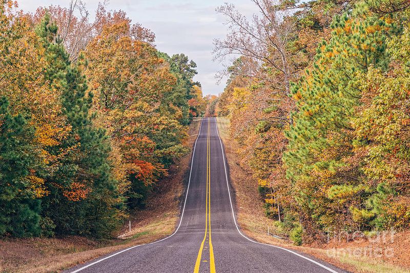 East Texas Pineywoods Trails: Autumn Colors Among Tall Pines