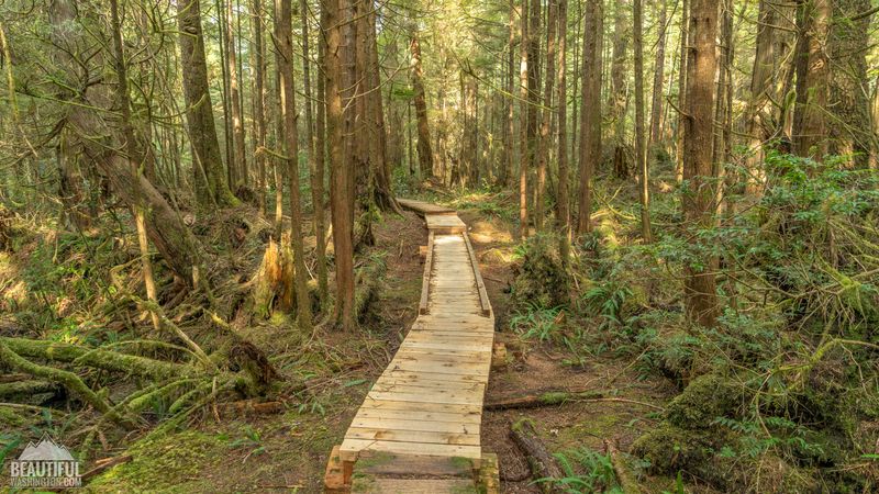 Ozette Loop (Triangle Trail) - Forest-Coastal Mix