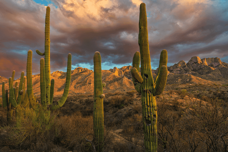 Catalina State Park: Desert Oasis Below Majestic Mountains