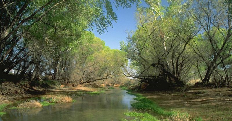 San Pedro Riparian National Conservation Area