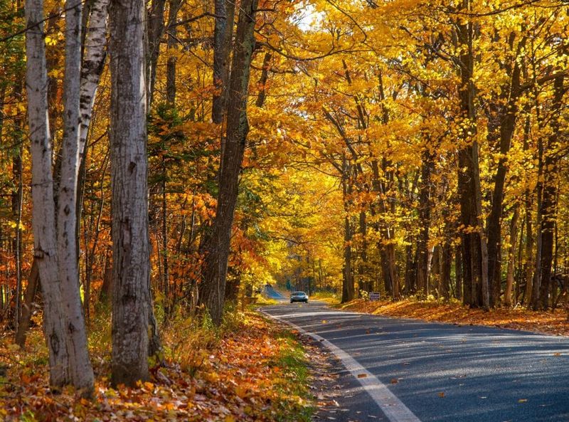 Tunnel of Trees: Nature's Cathedral