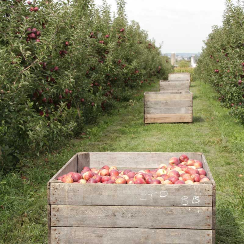 Kauffman's Fruit Farm - Bird-in-Hand
