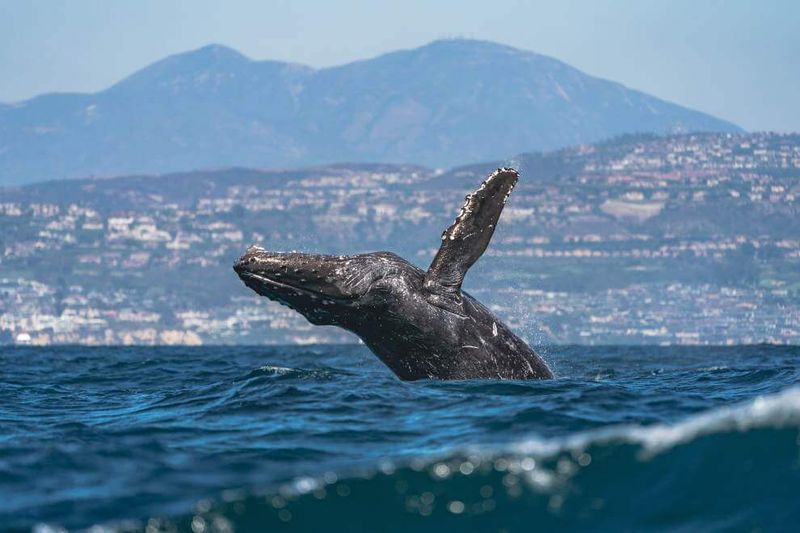 Face-to-Face with Ocean Giants