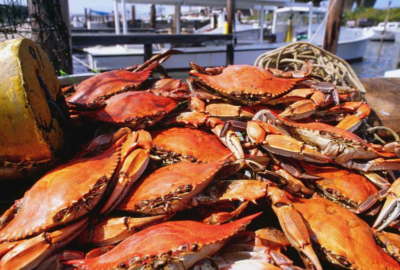 Crab Fest – Baltimore's Downtown Crab Celebration