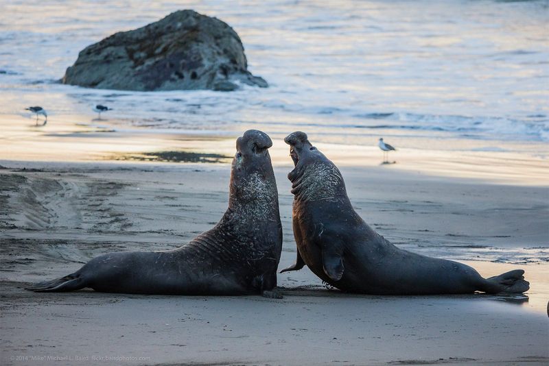 Elephant Seal Rookery