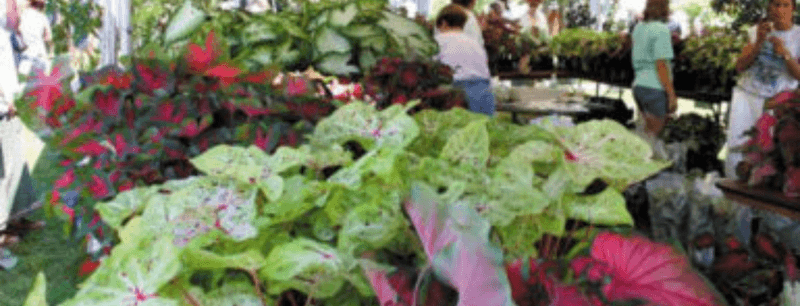 Lake Placid Caladium Festival