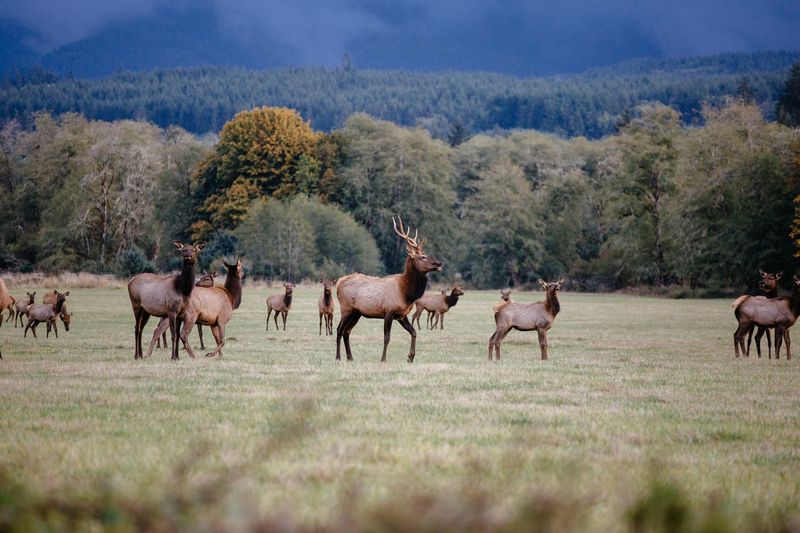 Wildlife Watching in Every Season