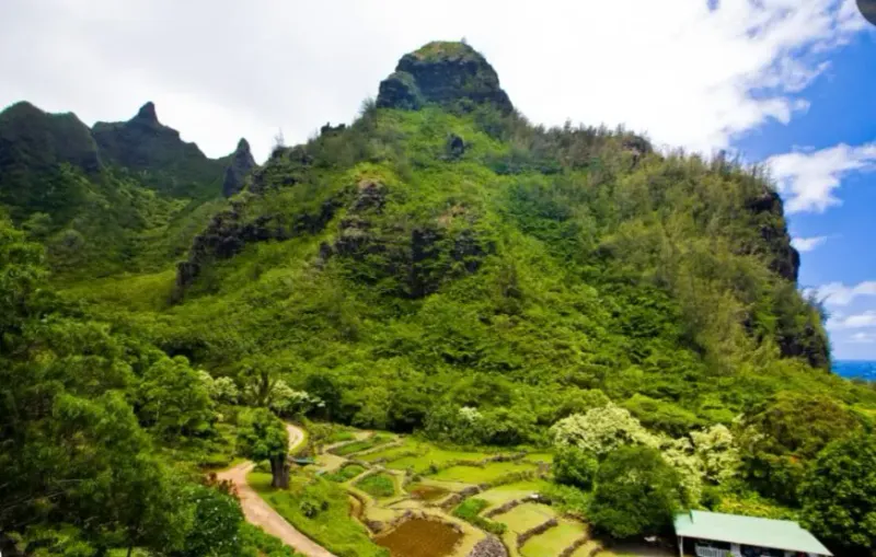 Limahuli Garden: Home To The Raptor Enclosure
