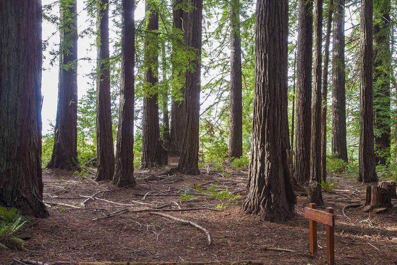 Grove of Old Trees