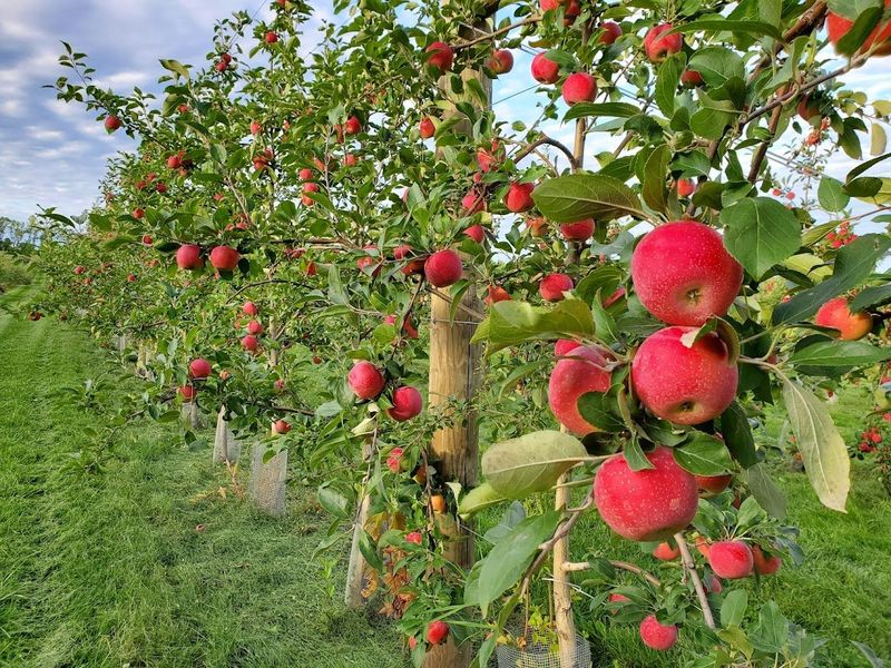 Afton Apple Orchard Festival: Apple Picking and Fresh Donuts