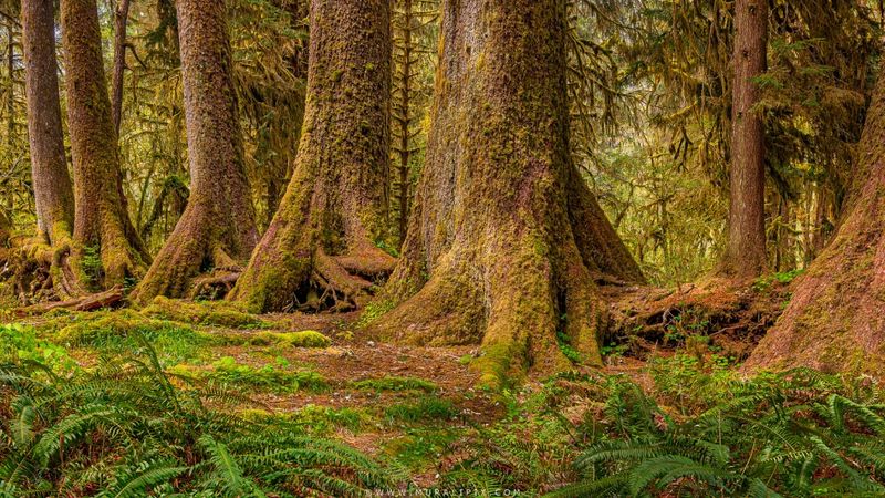Hoh Rain Forest Canopy Overlooks: Hidden Perspectives Among Giants