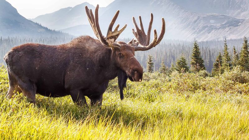 State Forest State Park's Moose-Watching Fire Circles