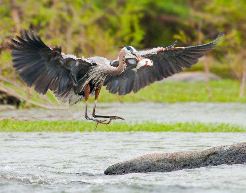 Wildlife Watching In Peaceful Seclusion