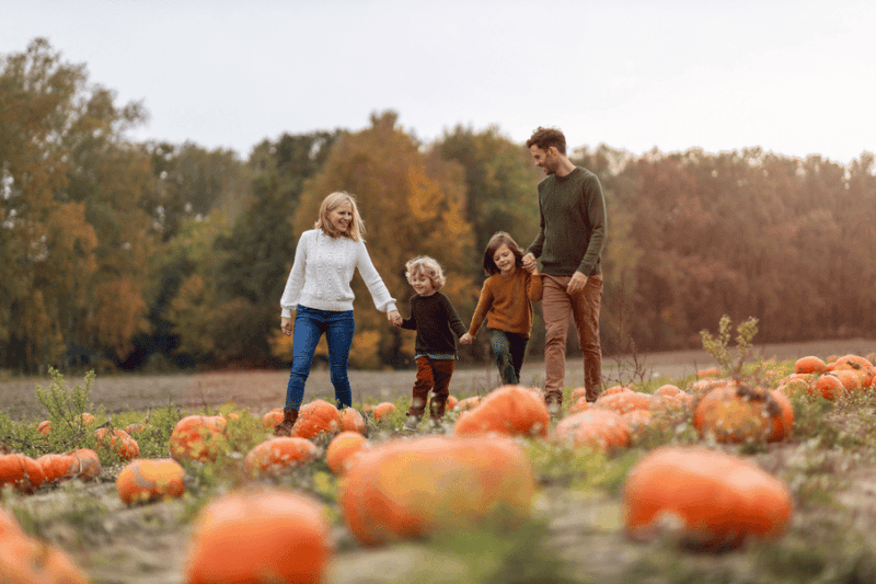 Crossroads Corn Maze: Wendell's Farm-to-Fork Experience
