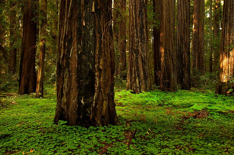 Hendy Woods State Park