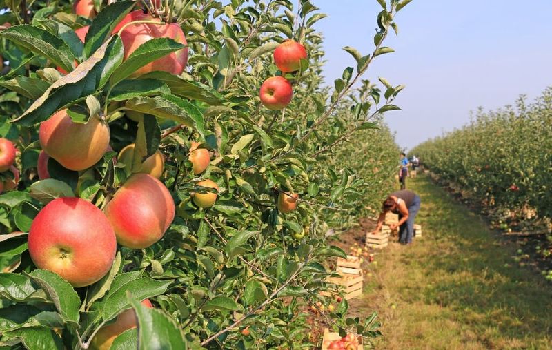 Julian: Apple Pie Paradise in the Mountains