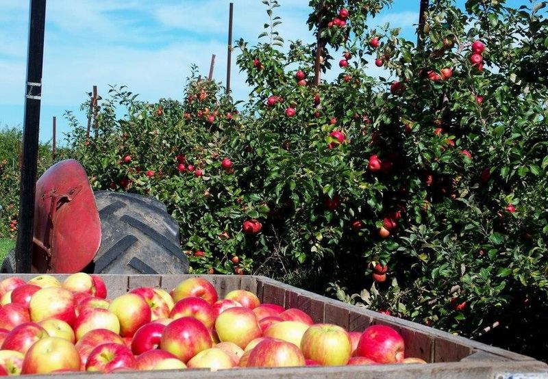 Pine Tree Apple Orchard Fest in White Bear Lake: Seasonal Desserts and Cider