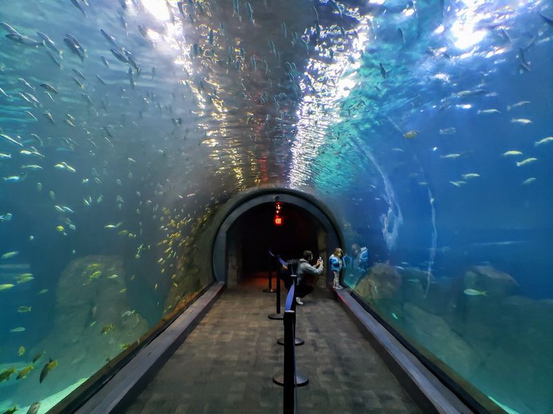 Adventure Aquarium, Camden