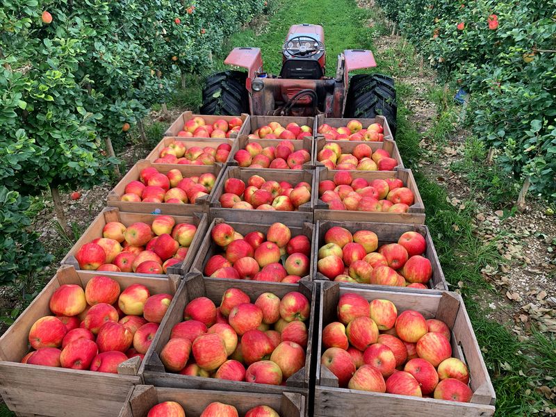 Vermont Apple Festival & Craft Show