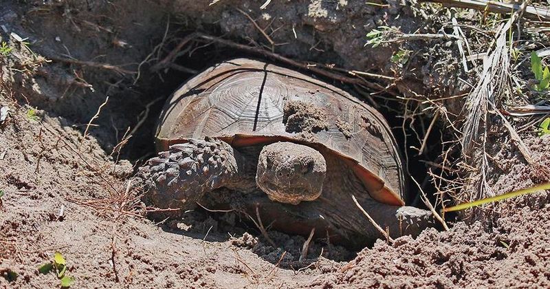 Wildlife Protection And Relocation Efforts