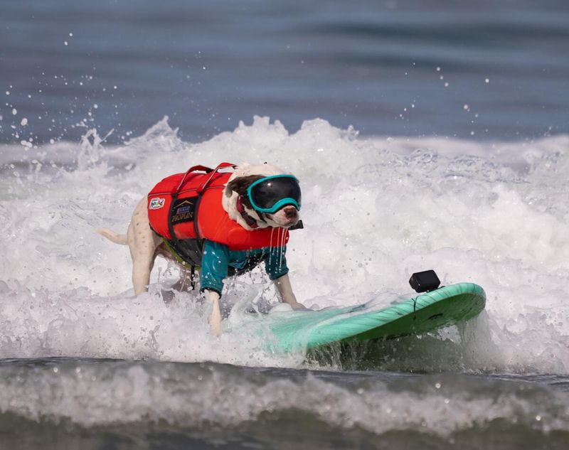 Surf City Surf Dog Competition (Huntington Beach)
