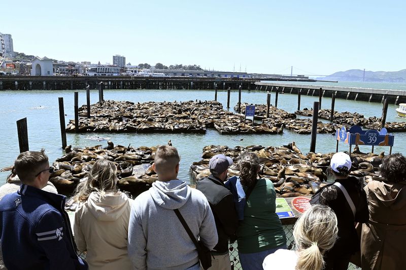 Fisherman's Wharf: Seafood Paradise or Tourist Trap?