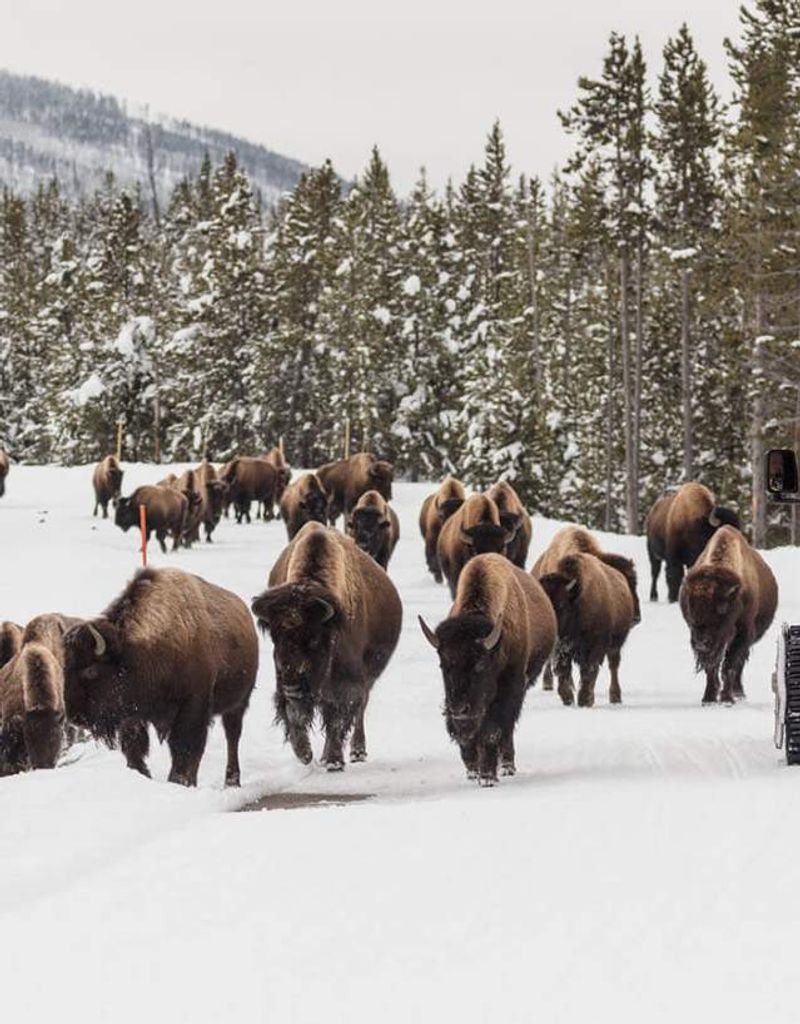 Yellowstone Plateau's Early Winter