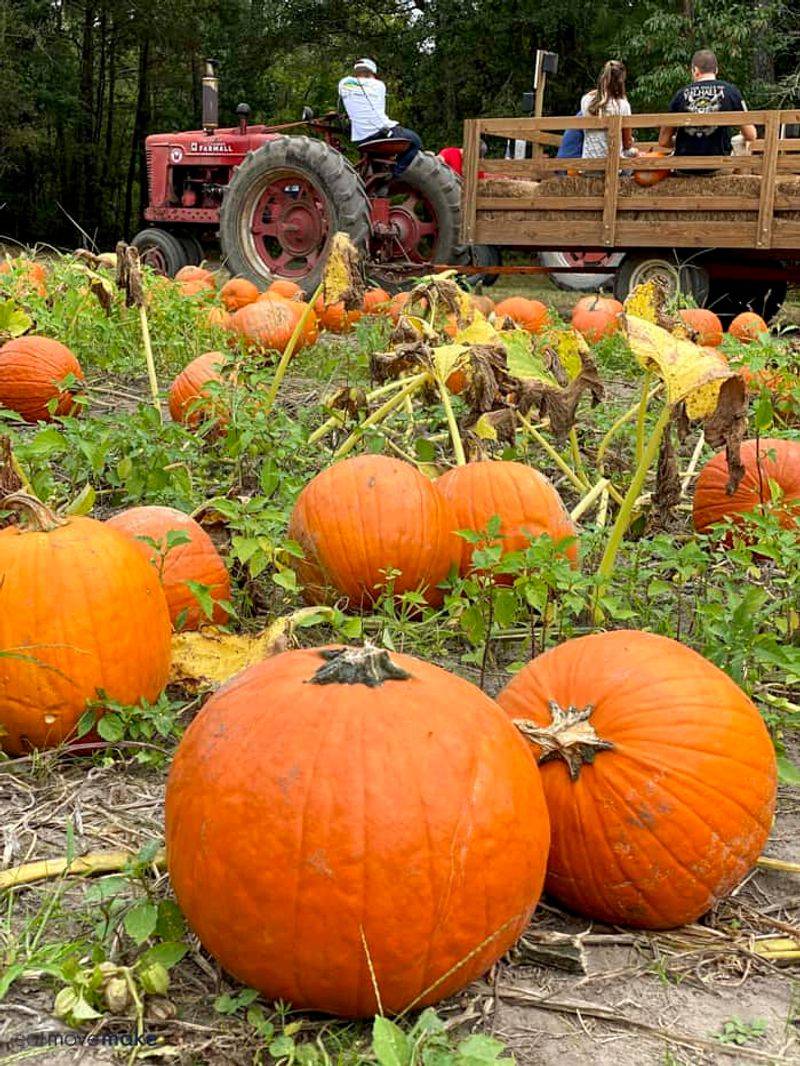 Mike's Farm: Beulaville's Saturday Spectacular