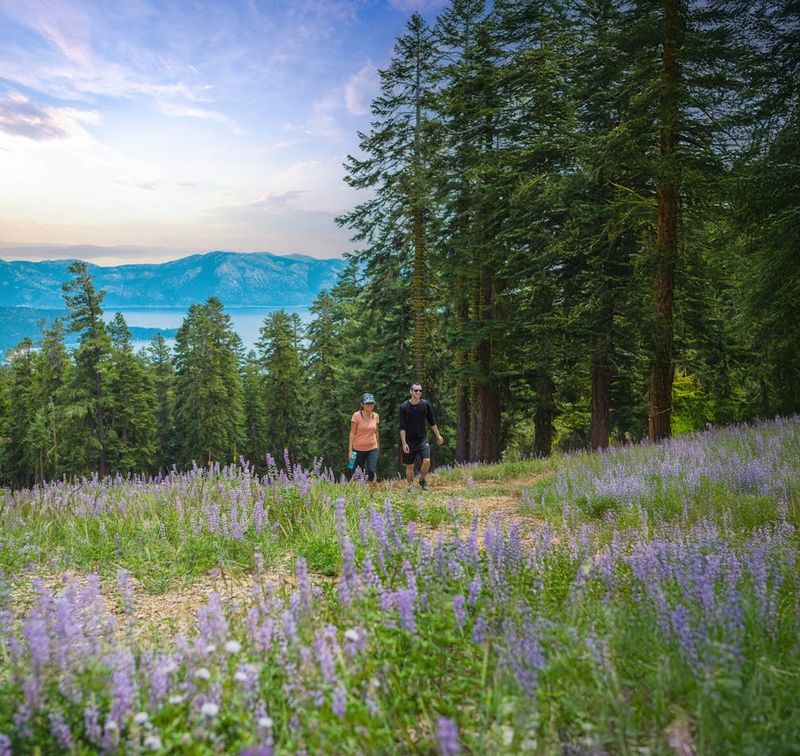 Big Meadow, El Dorado National Forest
