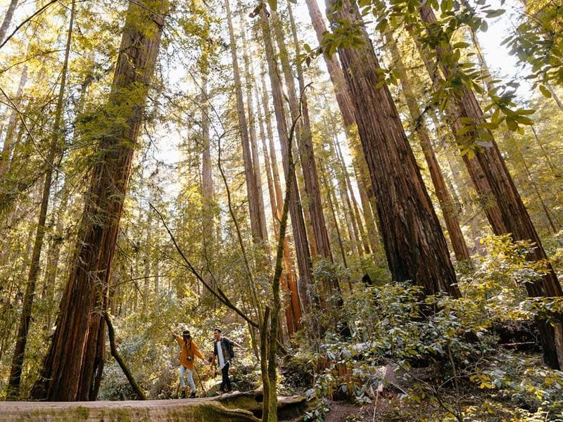 Guerneville's Redwood Retreat