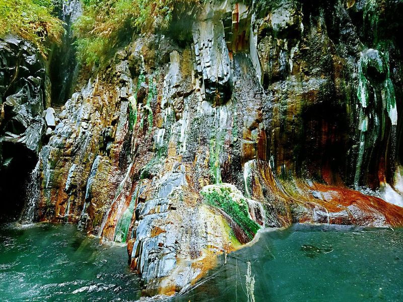 Sanctuary Springs Forest Bathing