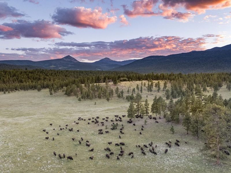 Why Vermejo Defines the Spirit of New Mexico's Wild Lands