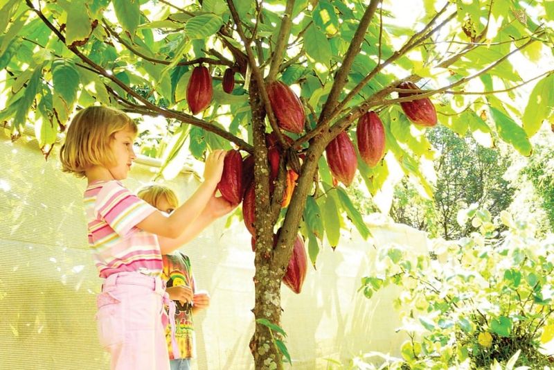 Farm-to-Table Food Experiences