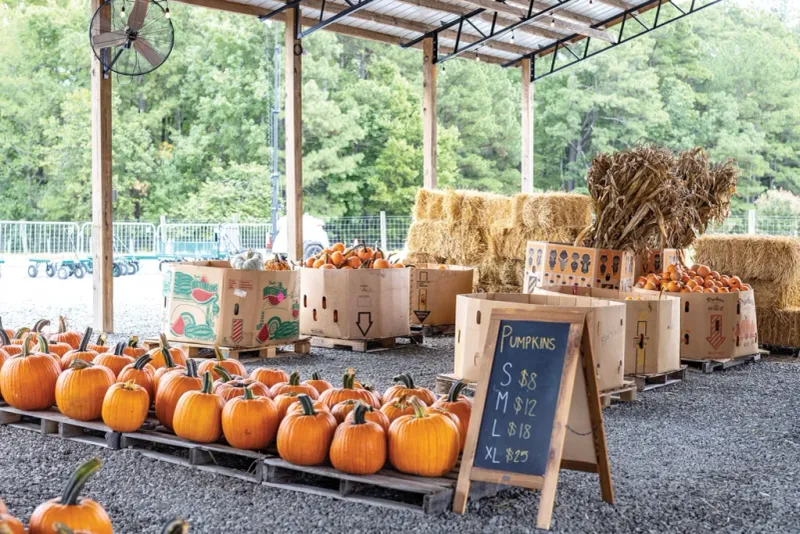Naylor Family Farm: Fuquay-Varina's Harvest Celebration
