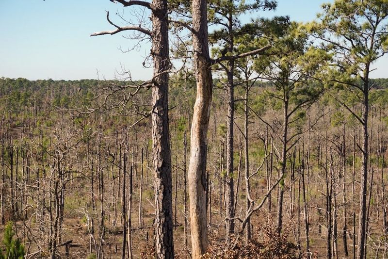 Bastrop State Park (Bastrop)