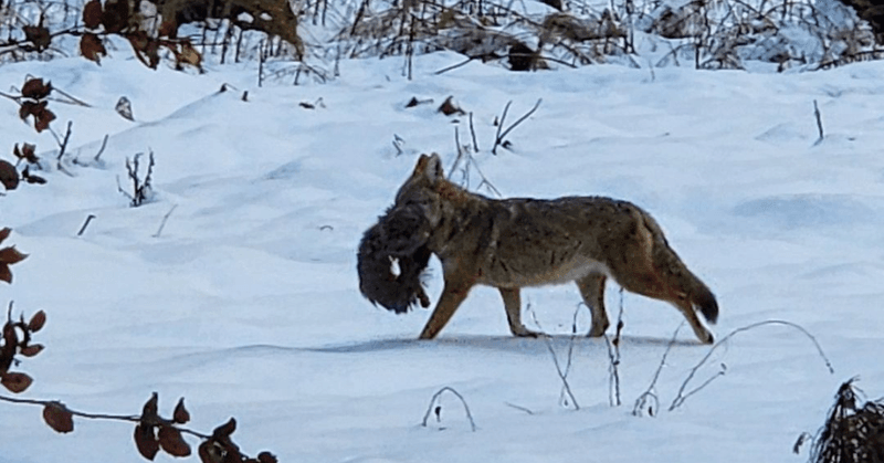 Extraordinary Wildlife Encounters