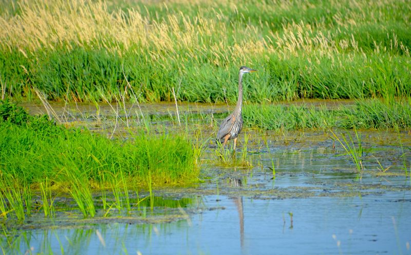 Shiawassee National Wildlife Refuge: Wetlands Rich with Migratory Birds