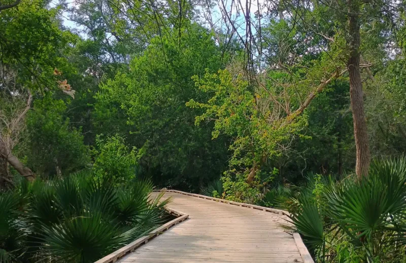 Palmetto Trail at Palmetto State Park: A Tropical Feel in Central Texas
