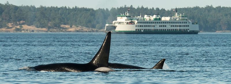 Lopez Island to Orcas Island: Island-Hopping Paradise