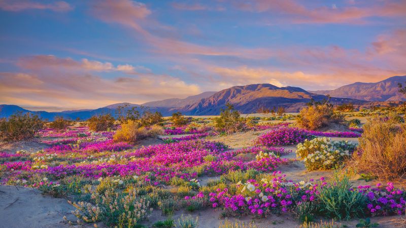 Anza-Borrego Desert State Park