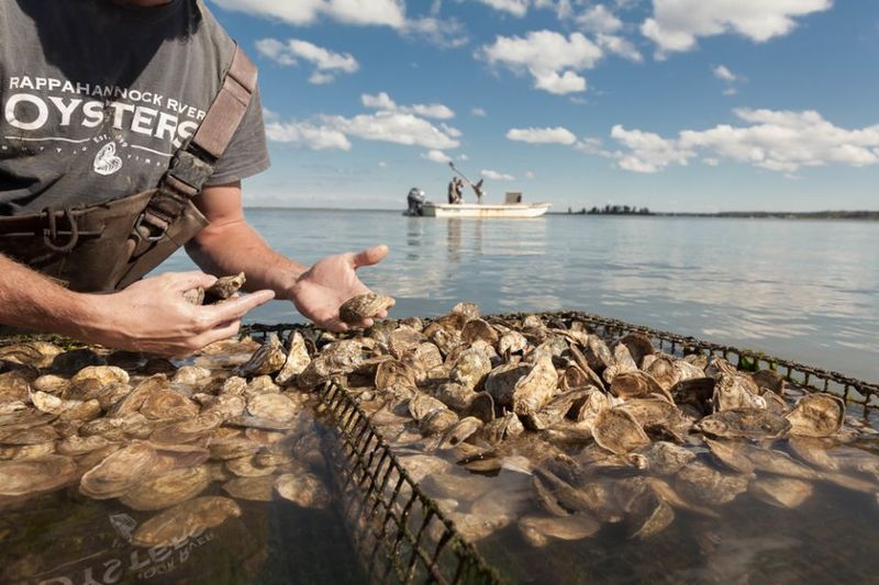 Rappahannock Oyster Company (Topping)