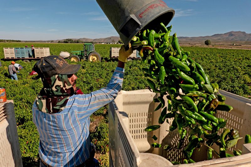 Hatch Festival Fever: The Green Chile’s Big Stage